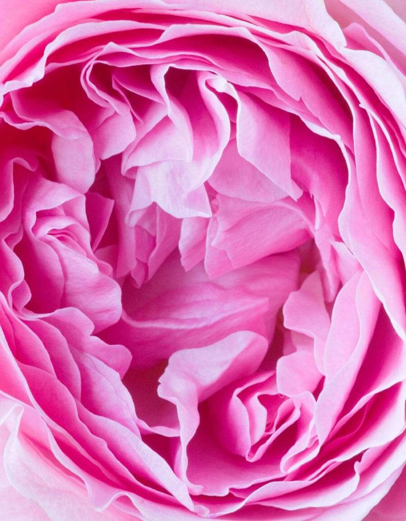 AUSIMMON, AUSTIN, CLOSE, DAVID, FLOWER, FRAGRANT, MIRANDA, PINK, ROSA, ROSE, UP