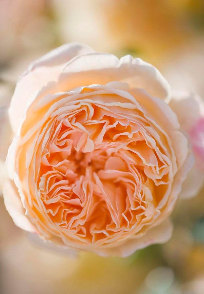 AUSTIN, CHATEAU, CROWN, DAVID, DU, ENGLISH, FRAGRANT, FRANCE, LOIRE, MARGARETA, PRINCESS, RIVAU, ROSA, ROSE, VALLEY