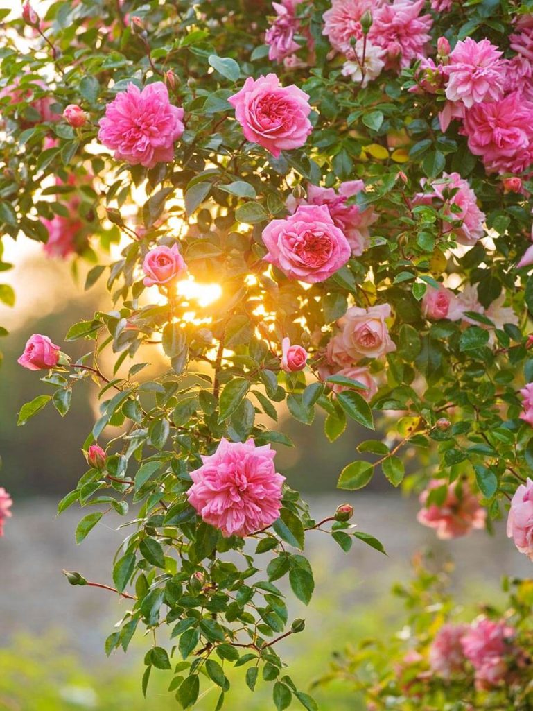 EASTON WALLED GARDENS, LINCOLNSHIRE: WILDFLOWER MEADOW WITH PINK FLOWERS OF DAVID AUSTIN CLIMBING ROSE, RAMBLER ROSE - ROSA 'PAUL NOEL' - SHRUB ROSE, DAWN, SUNRISE