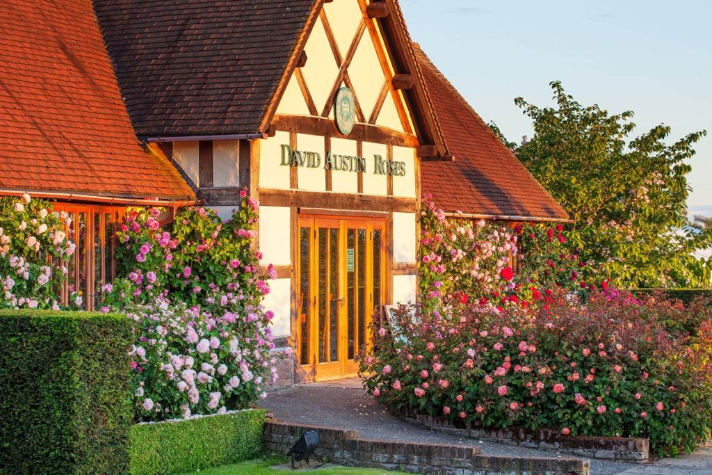 ALBRIGHTON, AUSTIN, DAVID, ENTRANCE, FLOWERS, GARDEN, GROWING, JUNE, MAIN, MIDLANDS, ROSES, SUMMER, TO, WEST