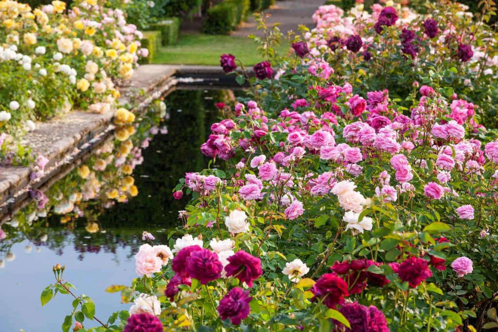 ALBRIGHTON, AUSTIN, BED, BORDER, DAVID, FLOWERS, FORMAL, GARDEN, JUNE, MIDLANDS, POOL, PROFUSION, RENAISSANCE, ROSES, SCENT, SCENTED, SUMMER, WEST
