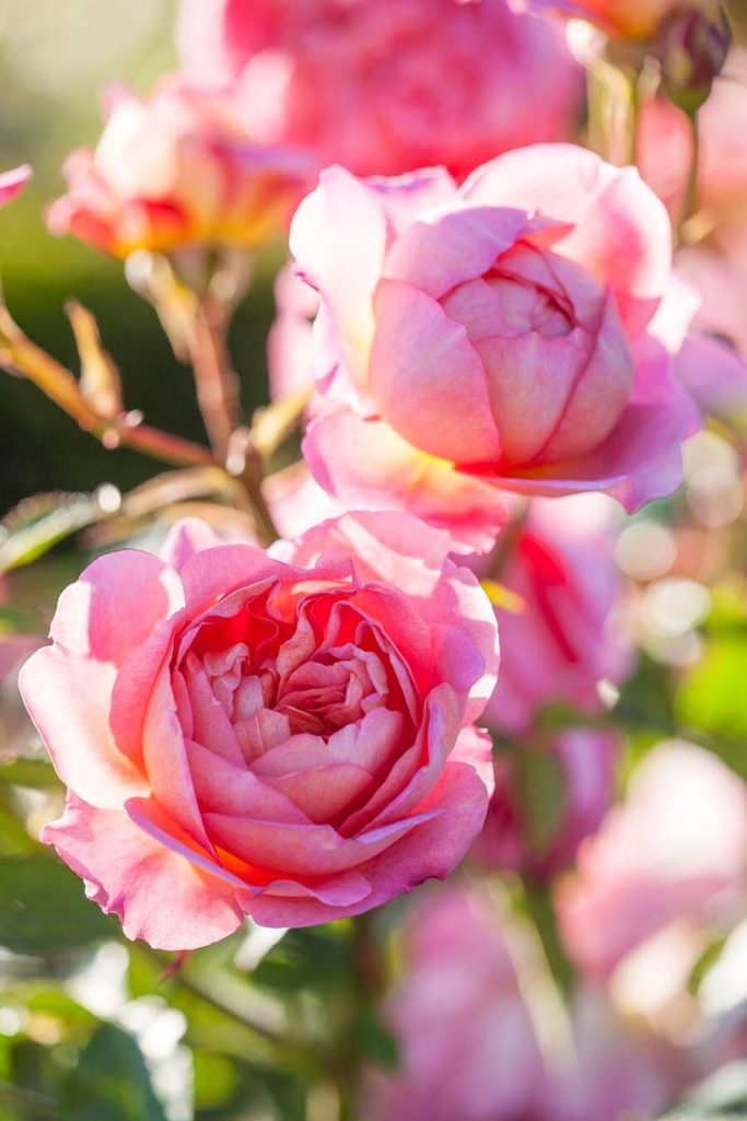 ALBRIGHTON, AROMATIC, AUSCOUSIN, AUSTIN, BOSCOBEL, CHALK, CLAY, CLOSE, DAVID, ENGLISH, FLOWER, FRAGRANT, HERB, HYBRID, LEANDER, MIDLANDS, PERFUME, PINK, ROSA, ROSE, ROSES, SALMON, SCENT, SCENTED, THORN, THORNY, UP, WEST