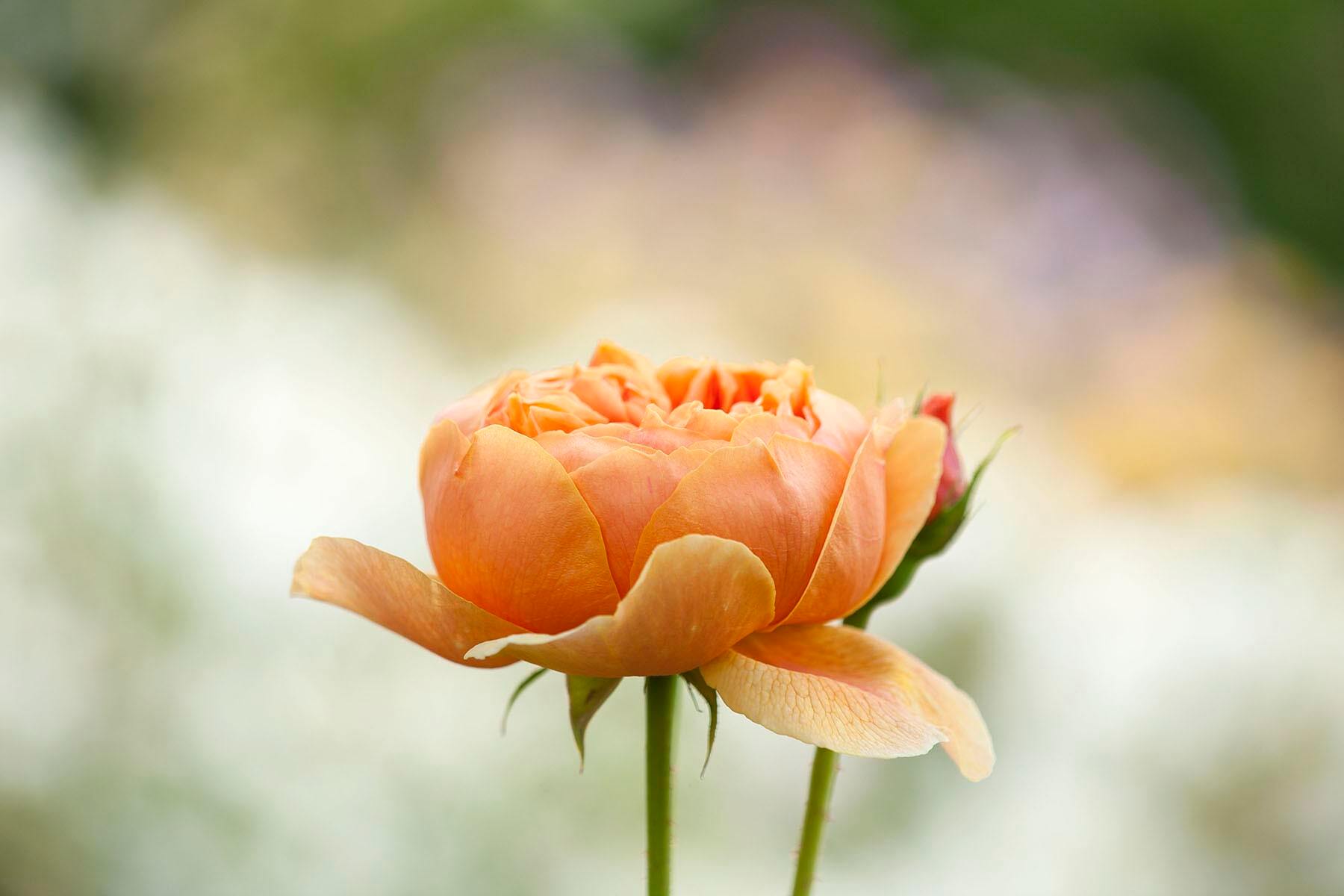 ALBRIGHTON, AROMATIC, AUSTIN, AUSTURNER, CAROLYN, CHALK, CLAY, CLOSE, DAVID, FLOWER, FRAGRANT, GOLD, HERB, JUNE, KNIGHT, MIDLANDS, PERFUME, ROSA, ROSE, ROSES, SCENT, SCENTED, SOFT, SUMMER, THORN, THORNY, UP, WEST
