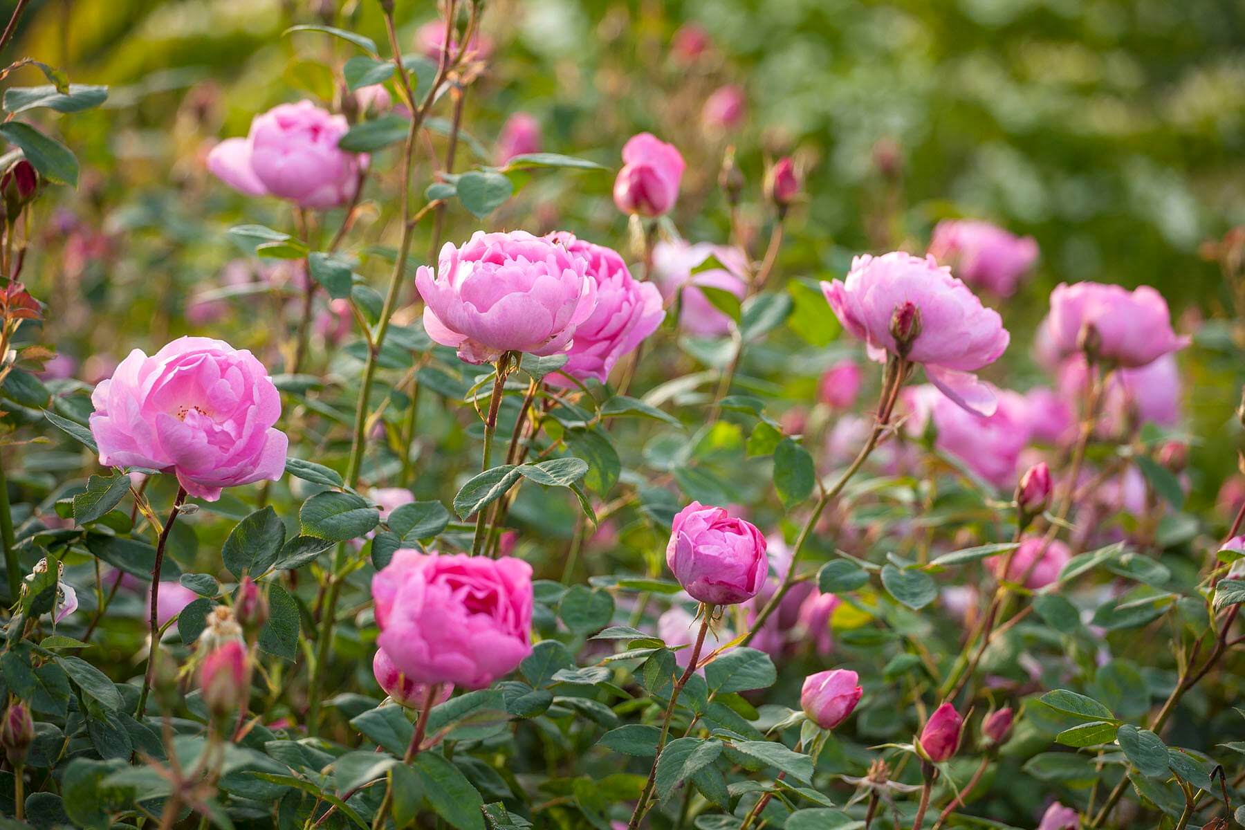 AGM, AROMATIC, AUSIMPLE, AUSTIN, CHALK, CLAY, CLOSE, DAVID, FLOWERS, FRAGRANT, GARDEN, HERB, JUNE, PERFUME, PETALS, PINK, PLANT, PORTRAIT, RHS, ROSA, ROSE, SCENT, SCENTED, SHRUB, SKYLARK, SUMMER, SURREY, THORN, THORNY, UP, WISLEY