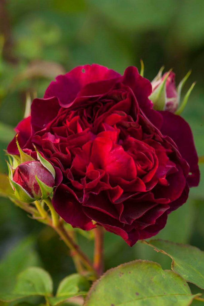 AUSDECORUM, AUSTIN, BUSSELL, CHALK, CLAY, CLOSE, DARCEY, DARK, DAVID, FLOWER, FLOWERS, FRAGRANT, GARDEN, HERB, JUNE, PETALS, PLANT, PORTRAIT, RED, RHS, ROSA, ROSE, SHRUB, SUMMER, SURREY, THORN, THORNY, UP, WISLEY
