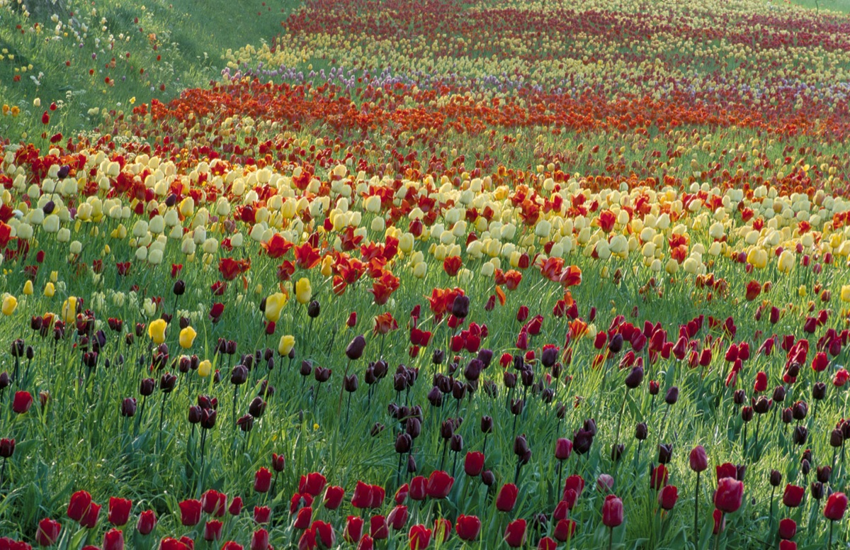 Colourful Drifts Of Tulips Stretch Into The Distance In The Gardens Of Mainau Lake Constance
