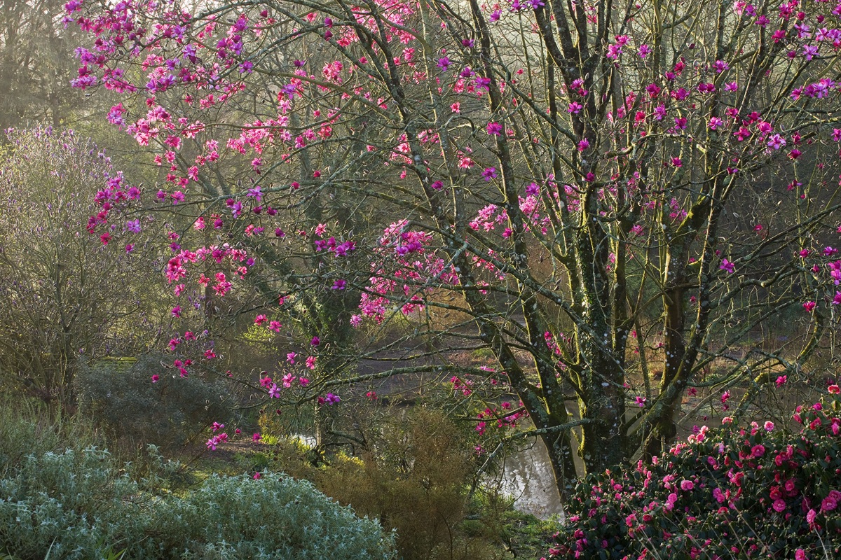 Marwood Hill, Devon: Magnolia Sprengeri 'marwood Spring' Beside The Lake, Dawn Light