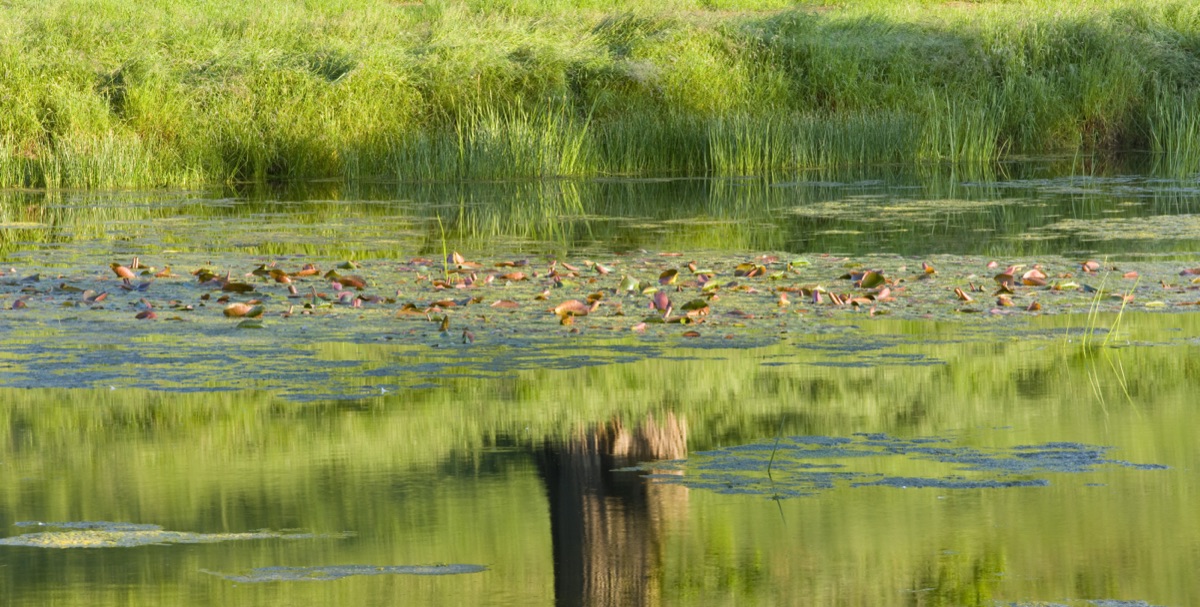 Brockhampton Cottage, Herefordshire: Lake In Summer With Reflection Of Tree, Lake, Pond, Water, June