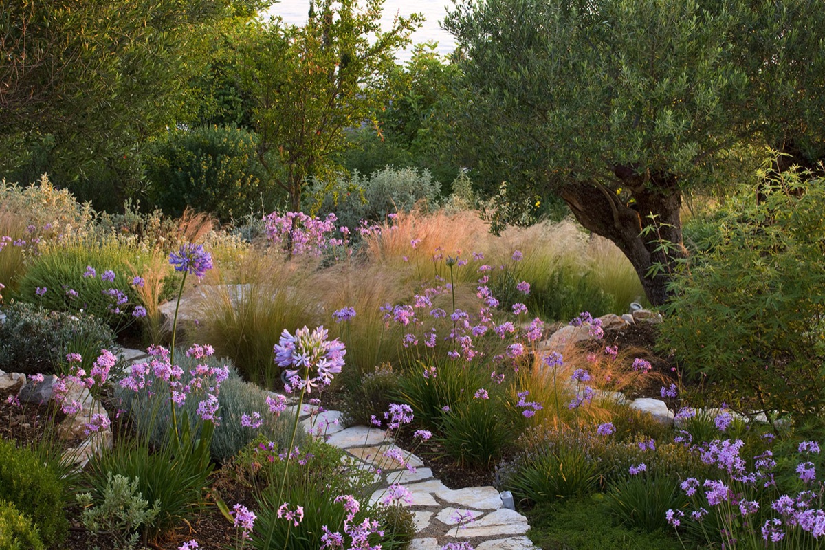 Corfu, Greece - The Kassiopia Estate: The Garden With Stone Path And Planting Scheme With Stipa Tenuissima And Tulbaghia Violacea