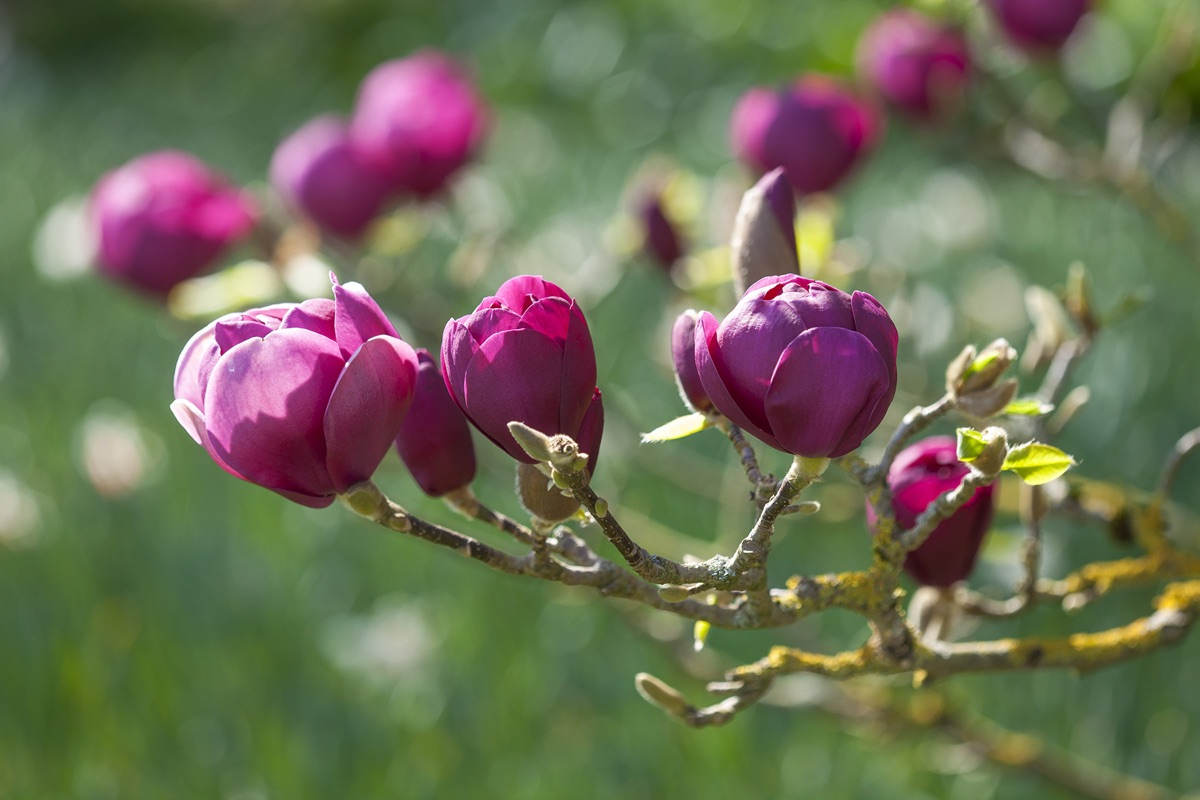 Rhs Garden, Wisley, Surrey: Magnolia Black Tulip Jurmag1 - Spring, Flower, Tree, Magenta, Pink