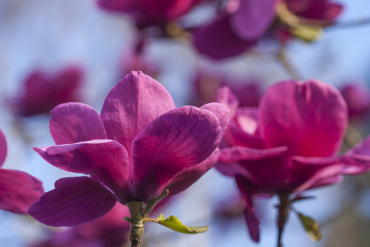 Magnolias