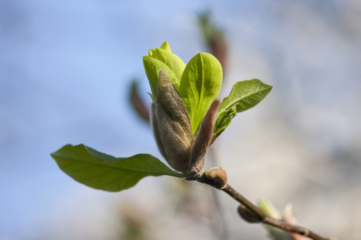 Rhs Garden , Wisley, Surrey: Close Up Of Green Flowered Magnolia Sunburst - Spring, Blossom