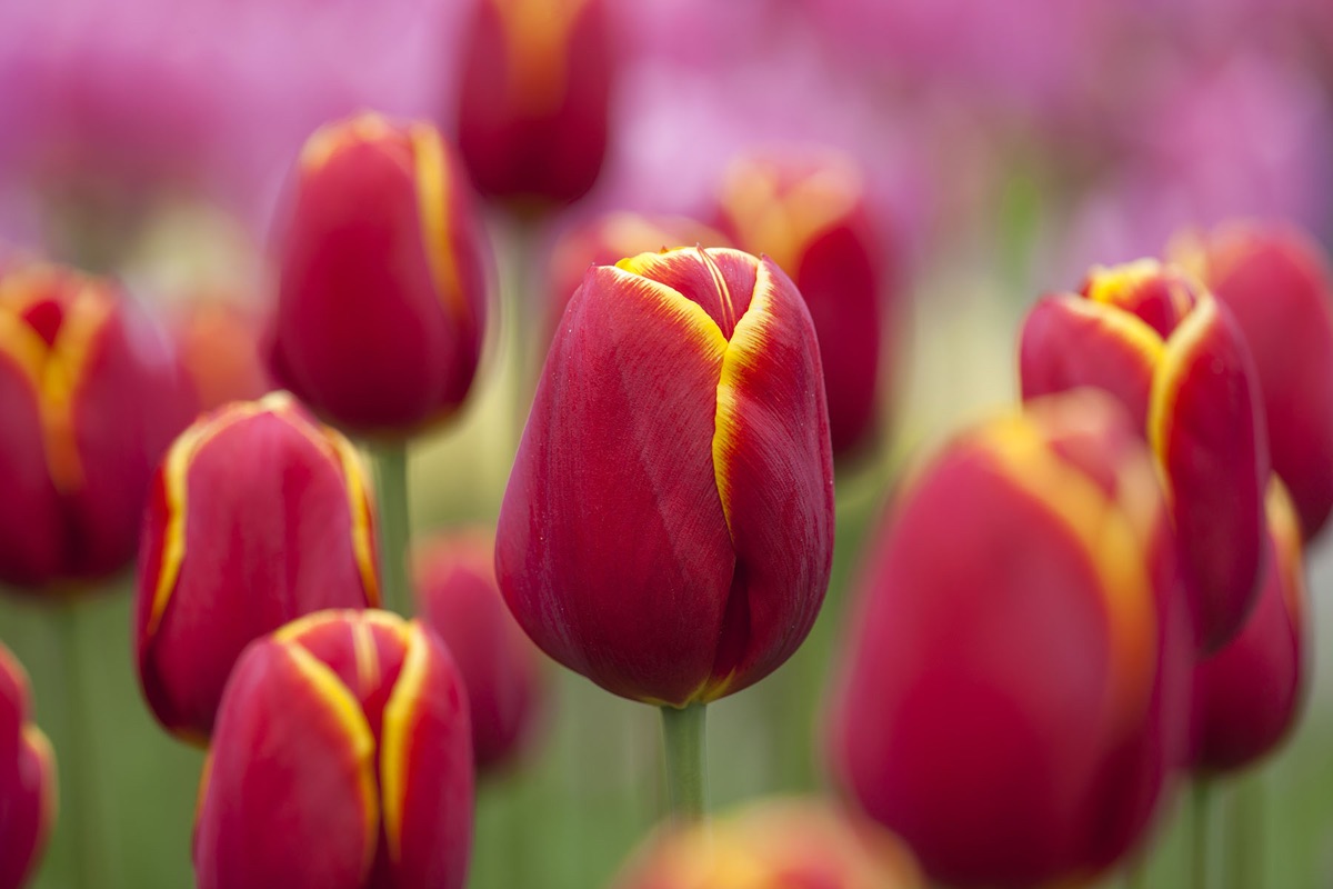 Tulips