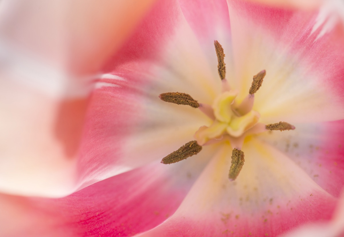 Keukenhof Gardens, Holland: The Netherlands - Close Up Plant Portrait Of Pink Flower Of Single Late Tulip - Tulipa Bele Du Monde - Bulb, Bulbs, Flowers, May, Spring