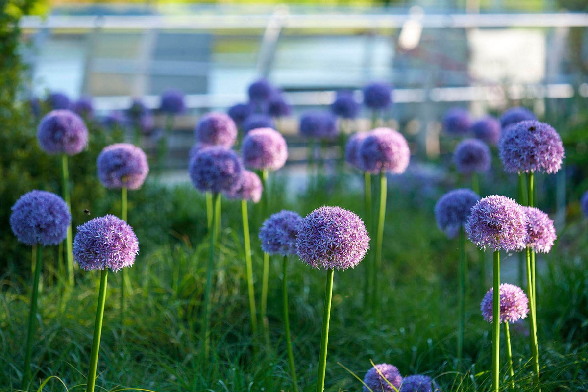 Alliums
