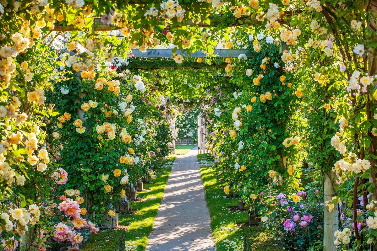 David Austin Roses