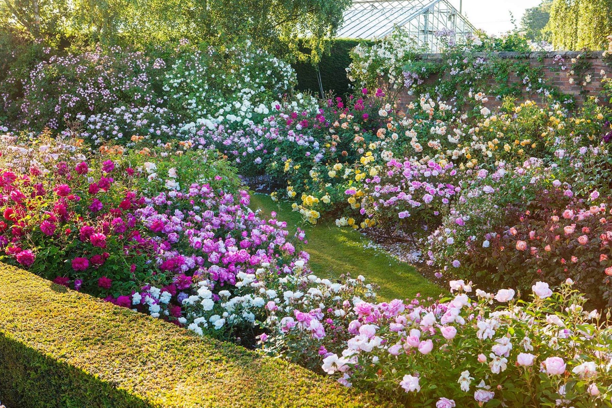 David Austin Roses, Albrighton, West Midlands: Roses In The Renaissance Garden - Scent, Scented, Rosa, Formal, Garden, Profusion, Flowers, Border