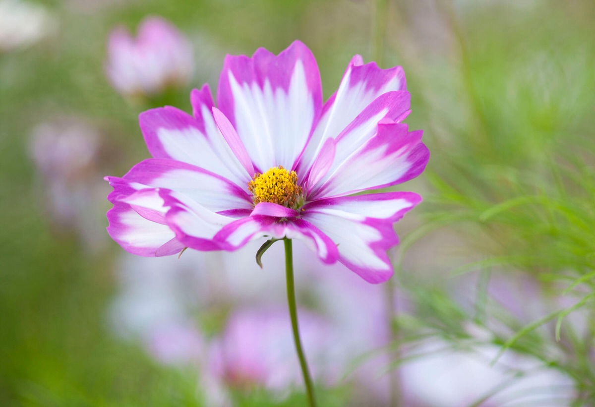 Cosmos – photograph 9 of 15 by Clive Nichols