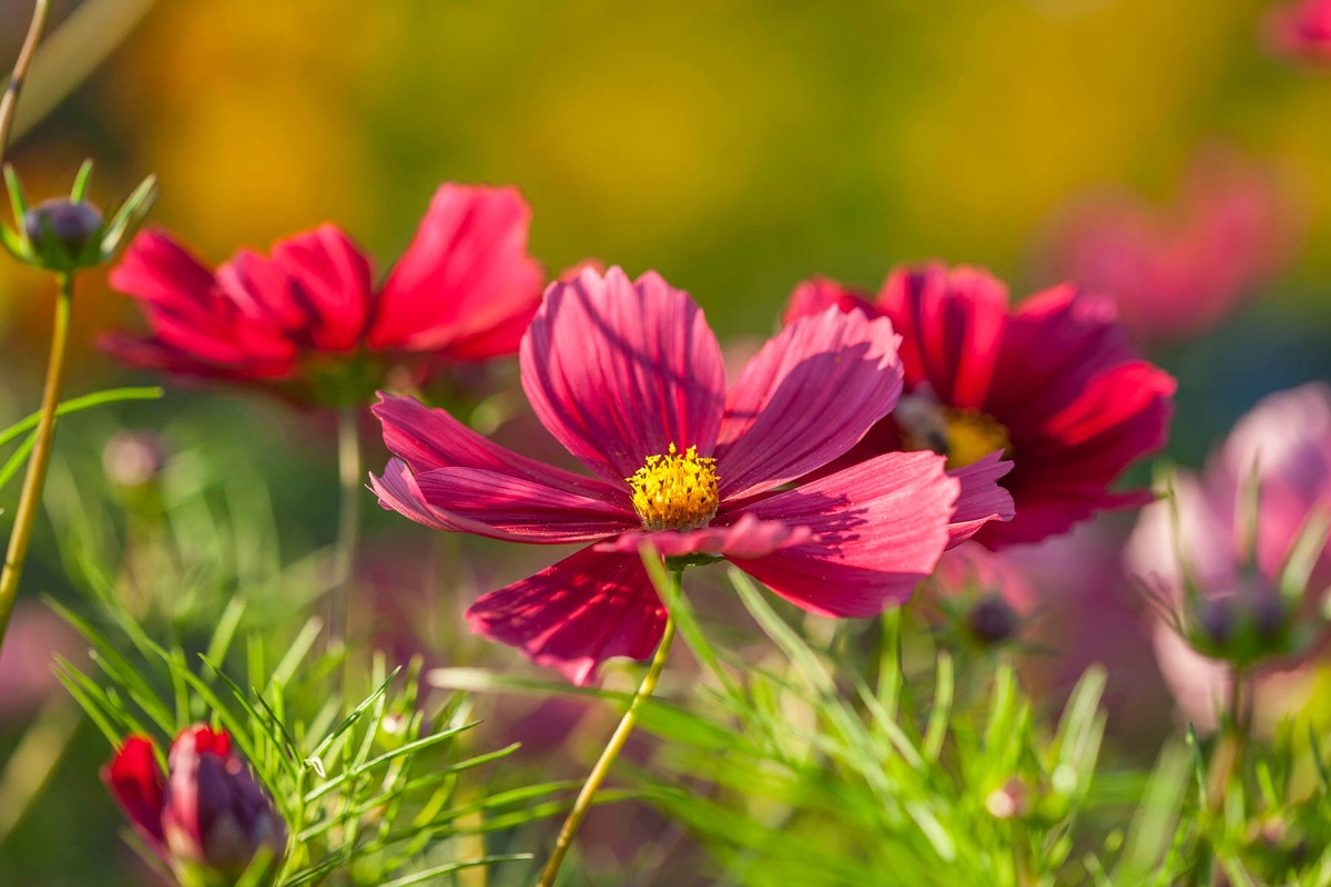 Cosmos – photograph 6 of 15 by Clive Nichols