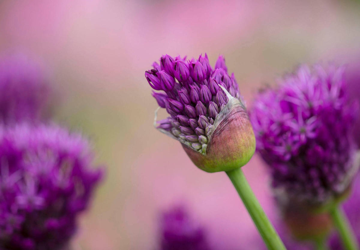Alliums – photograph 13 of 13 by Clive Nichols