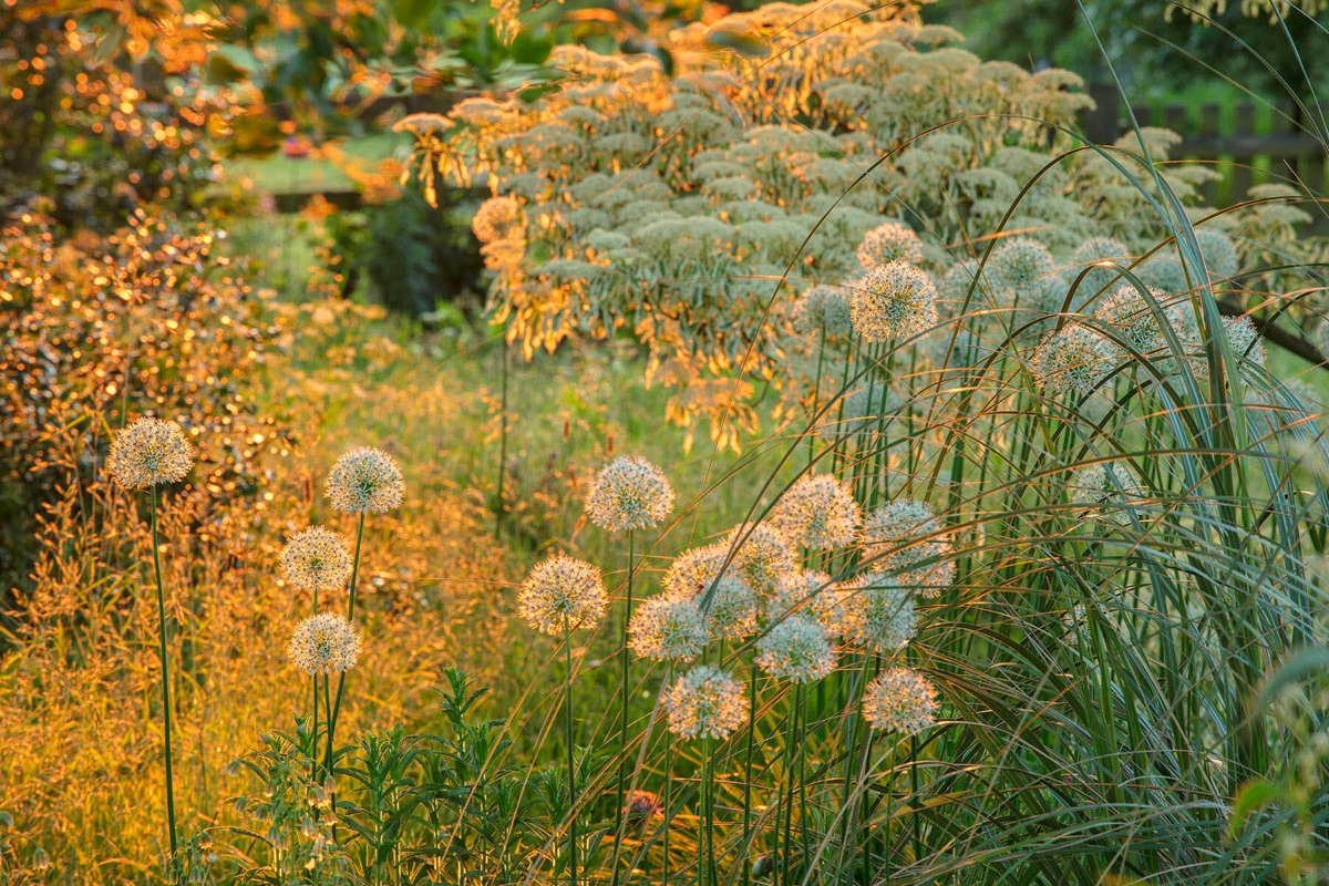 Alliums – photograph 8 of 13 by Clive Nichols