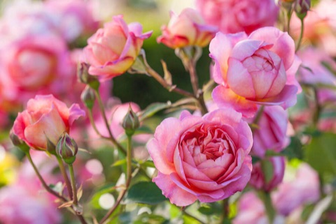 David Austin Roses