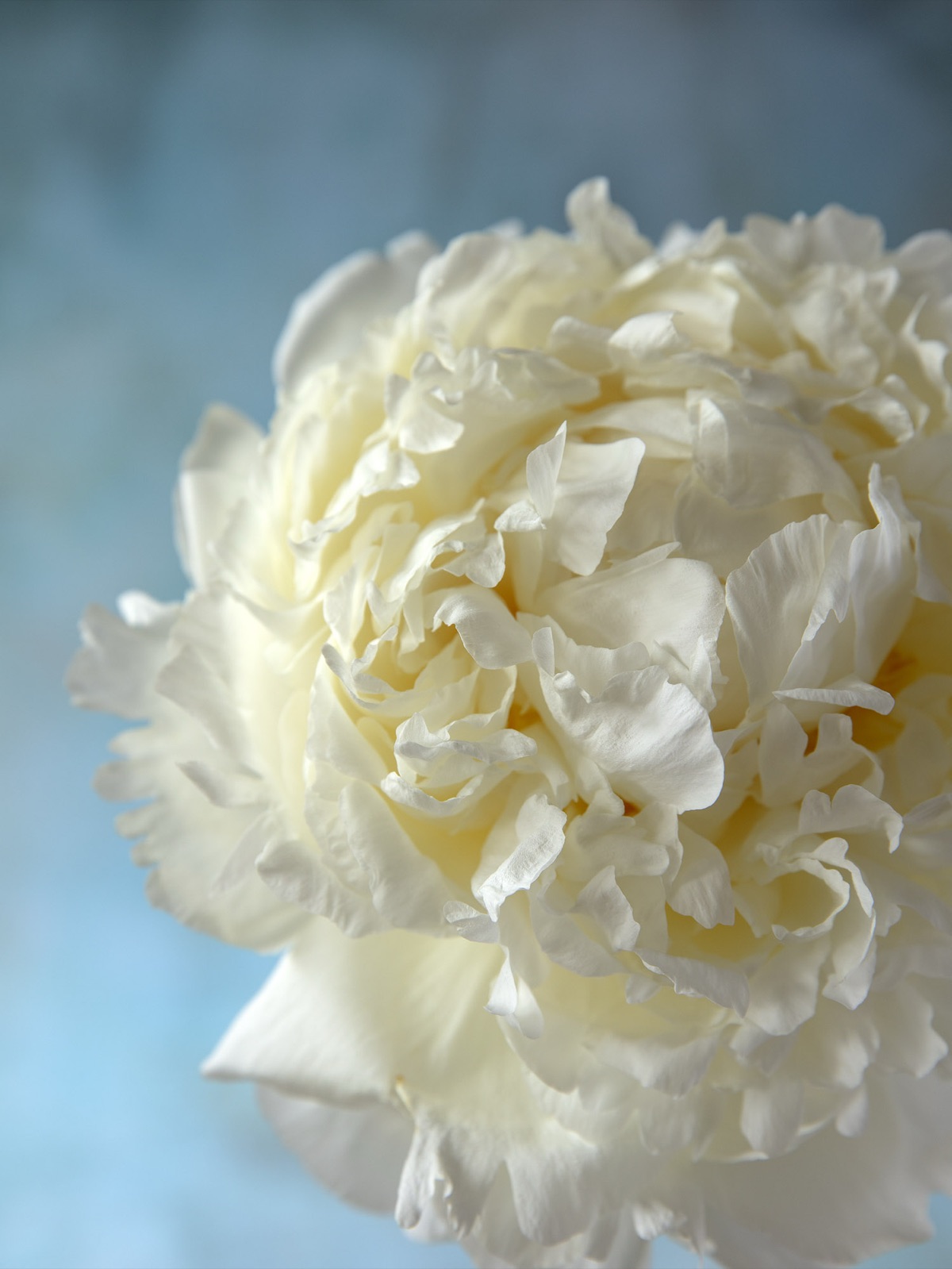The petals of a white peony against blue