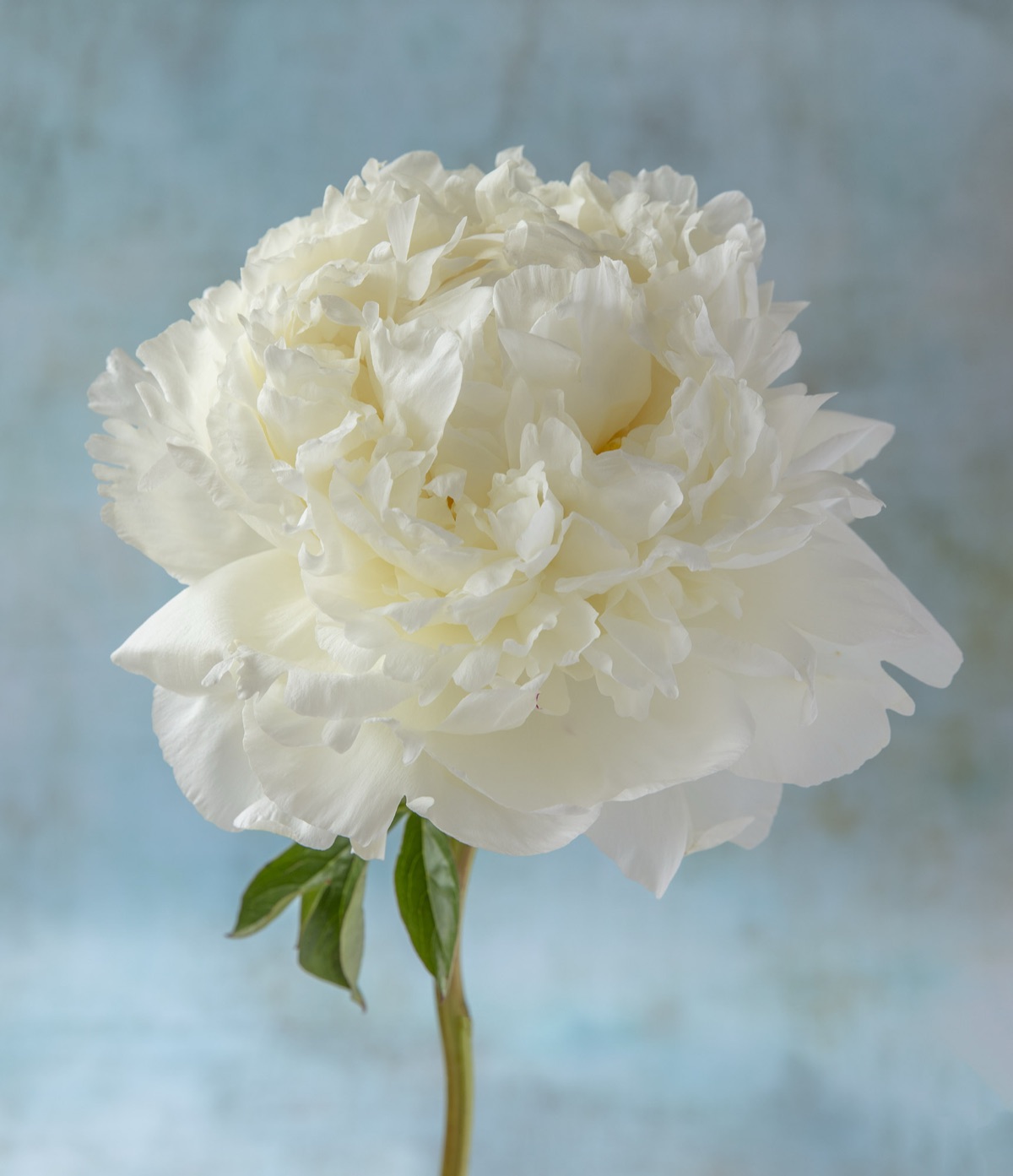 A white peony on its stem against a pale blue ground