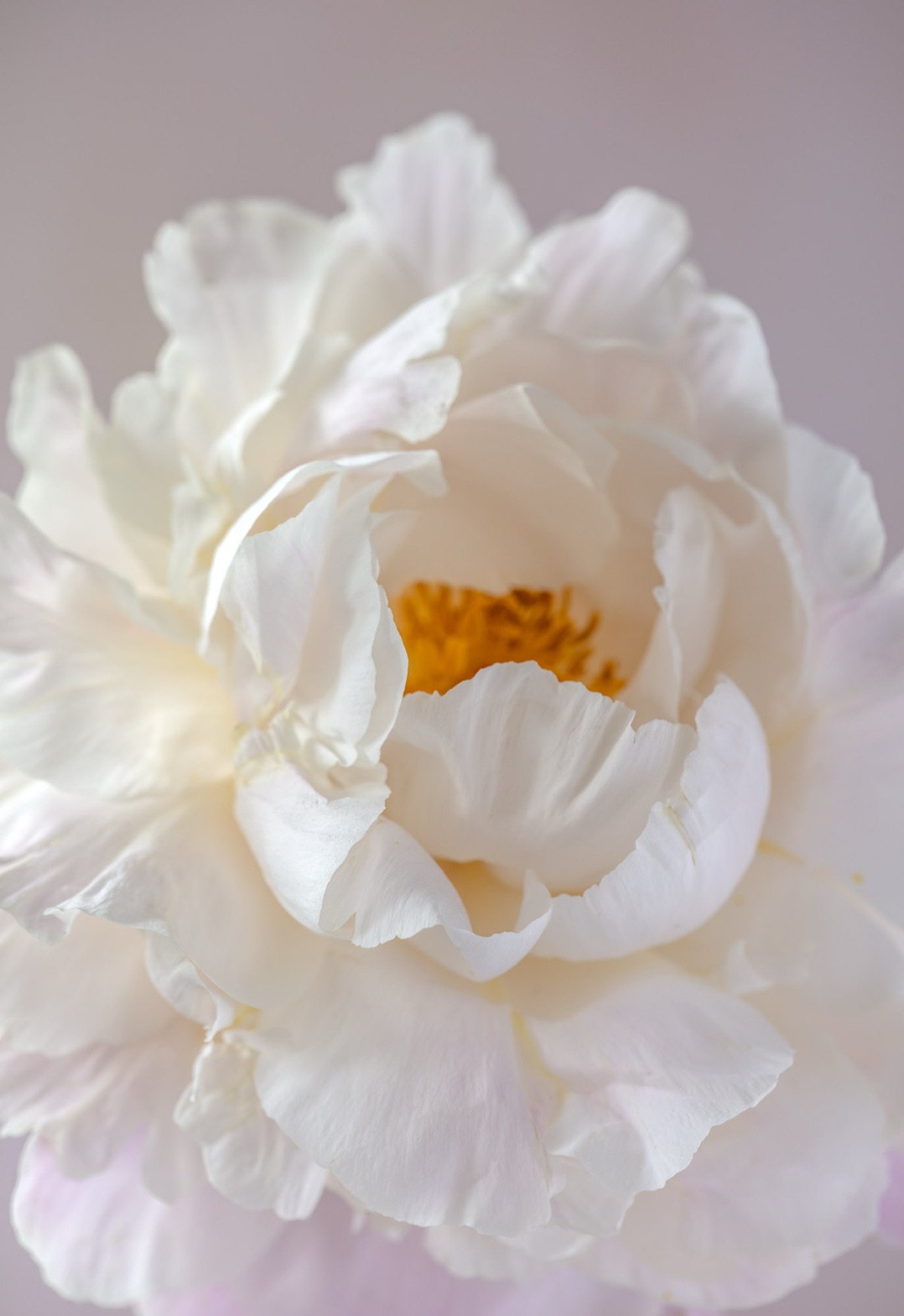 A white peony opening, close