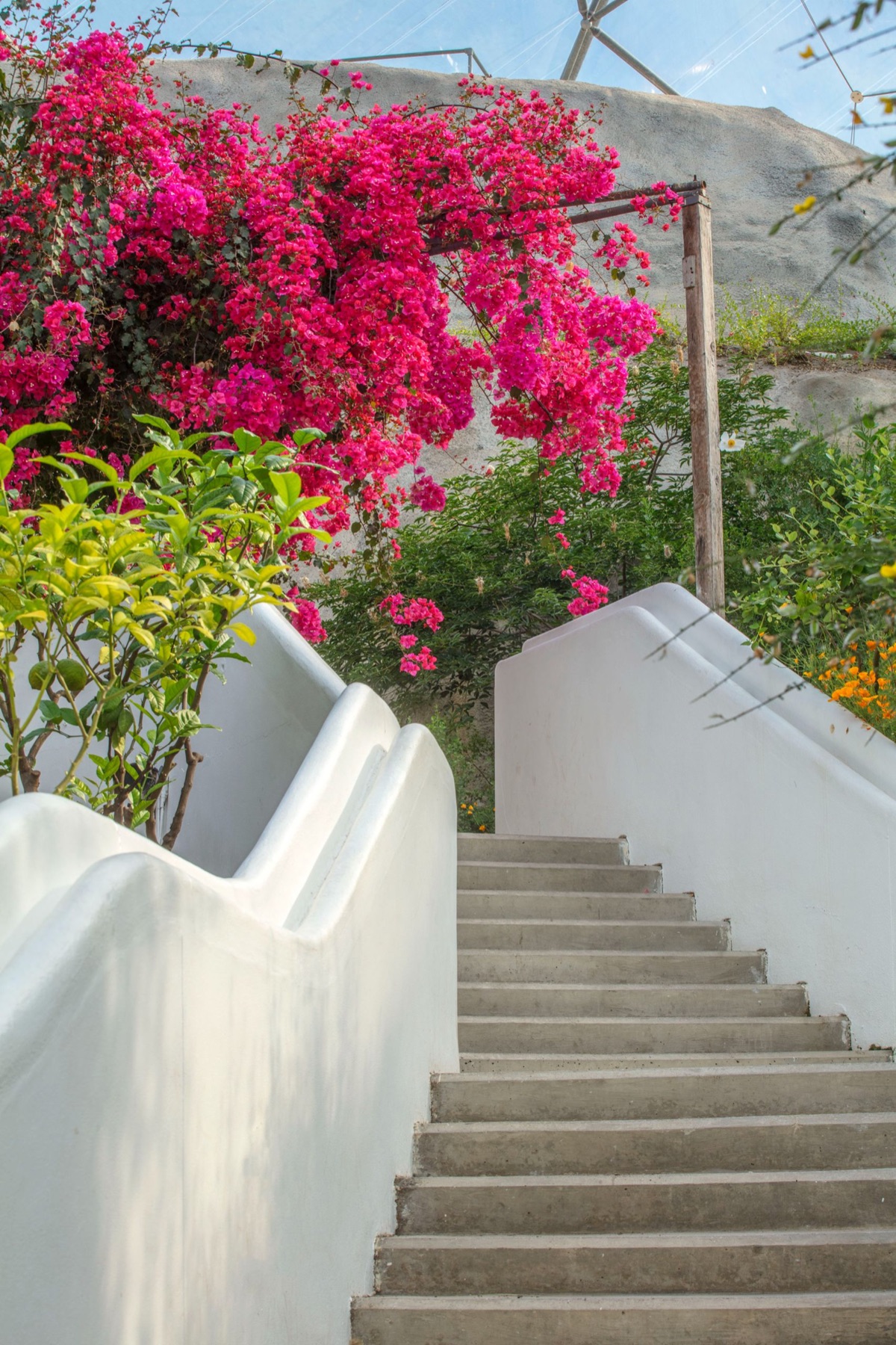 A white staircase under bougainvillea at the Eden Project