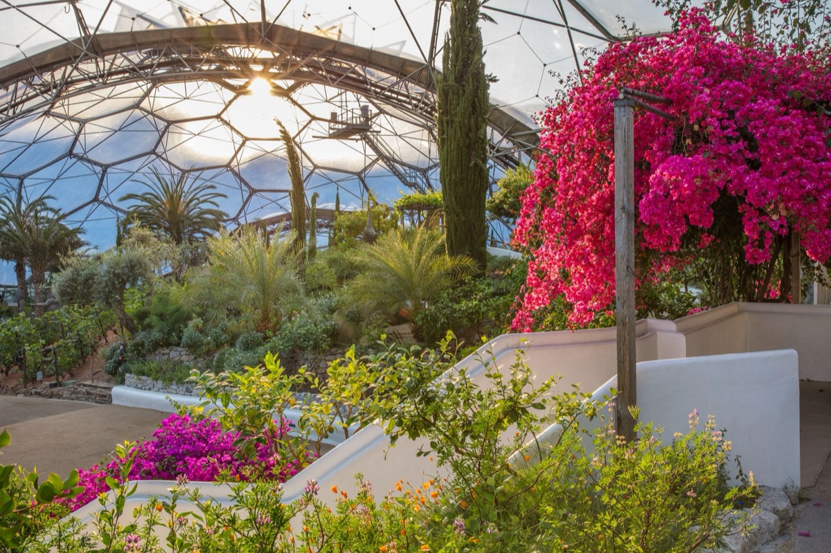 The Eden Project – photograph 6 of 23 by Clive Nichols