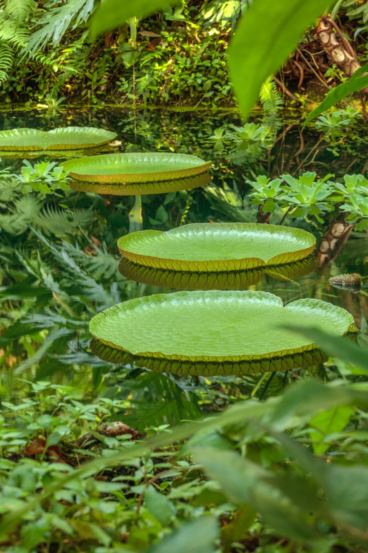 The Eden Project – photograph 13 of 23 by Clive Nichols