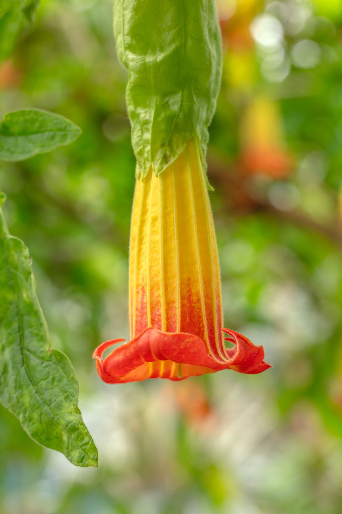 The Eden Project – photograph 21 of 23 by Clive Nichols