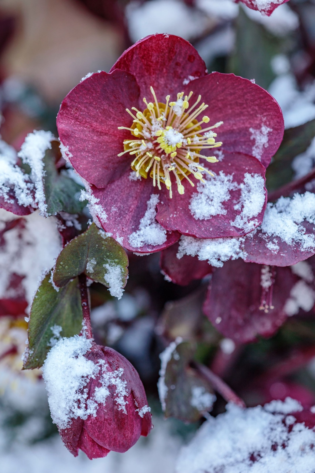 Hellebores – photograph 3 of 19 by Clive Nichols