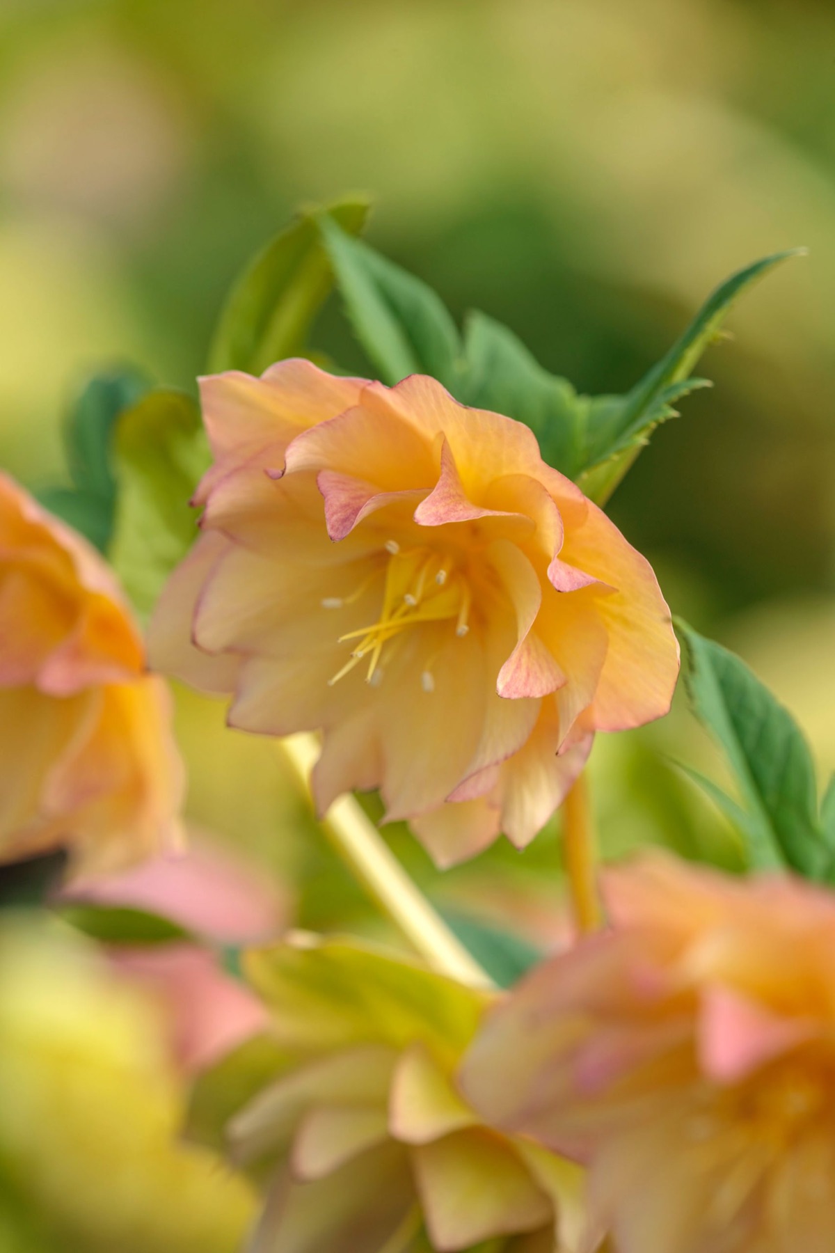 Hellebores – photograph 4 of 19 by Clive Nichols