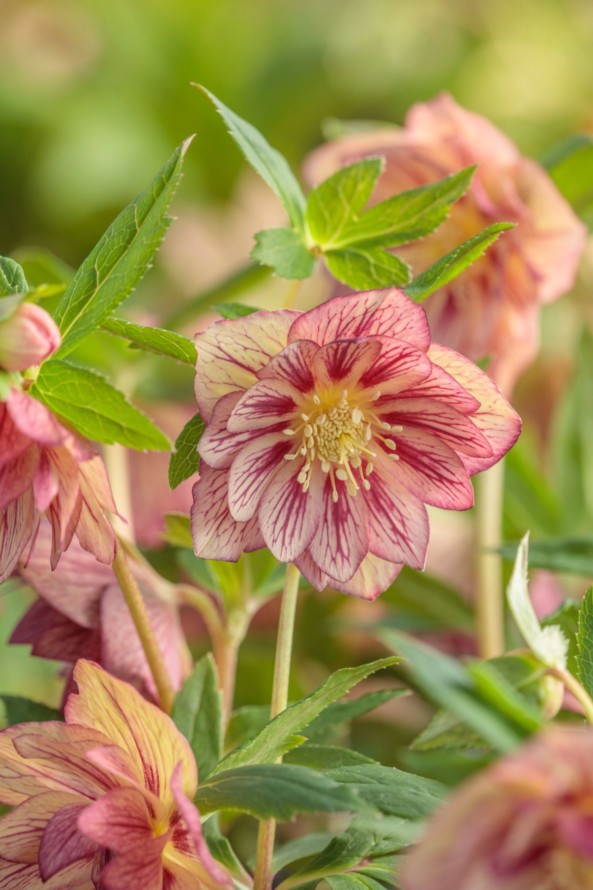 Hellebores – photograph 5 of 19 by Clive Nichols