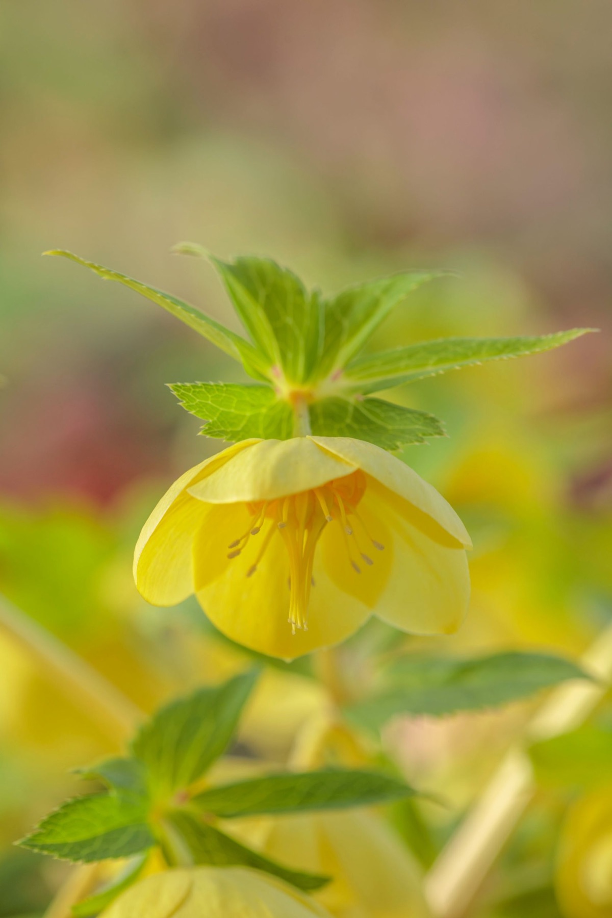 Hellebores – photograph 6 of 19 by Clive Nichols