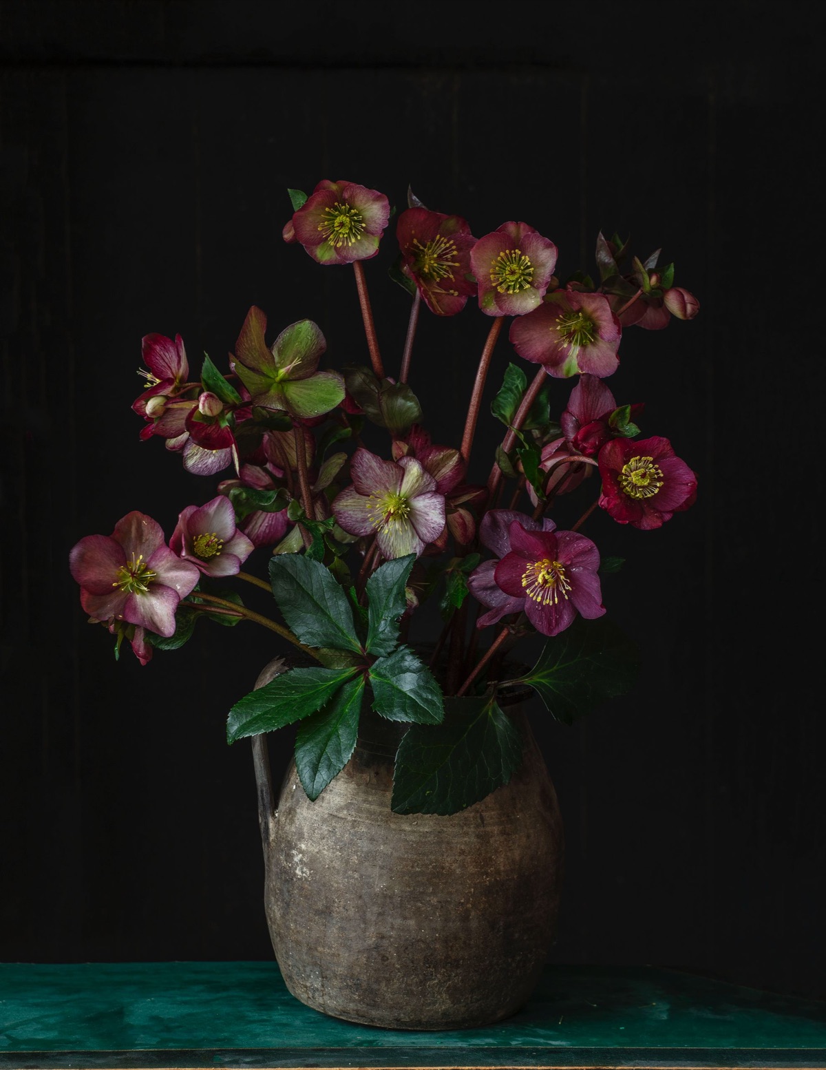 Hellebores – photograph 10 of 19 by Clive Nichols