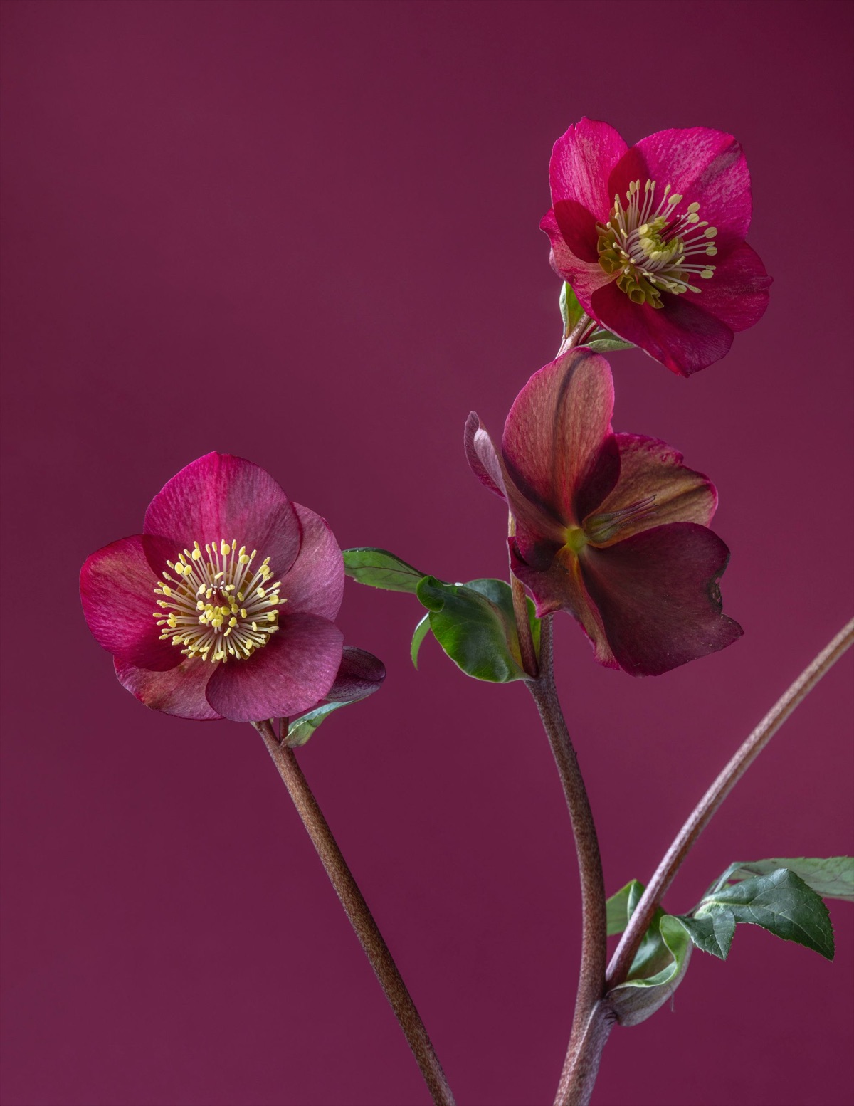Hellebores – photograph 11 of 19 by Clive Nichols