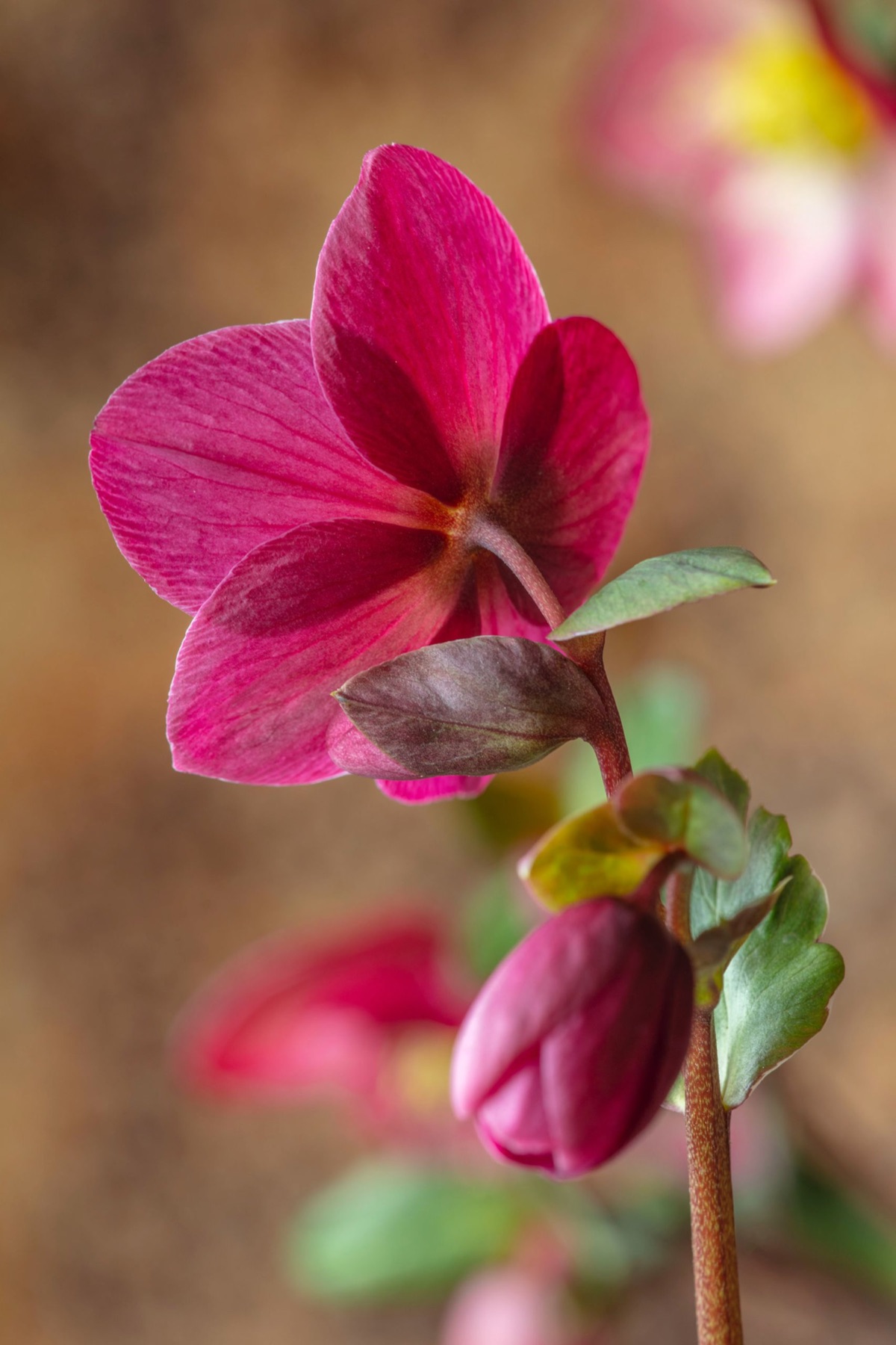 Hellebores – photograph 12 of 19 by Clive Nichols