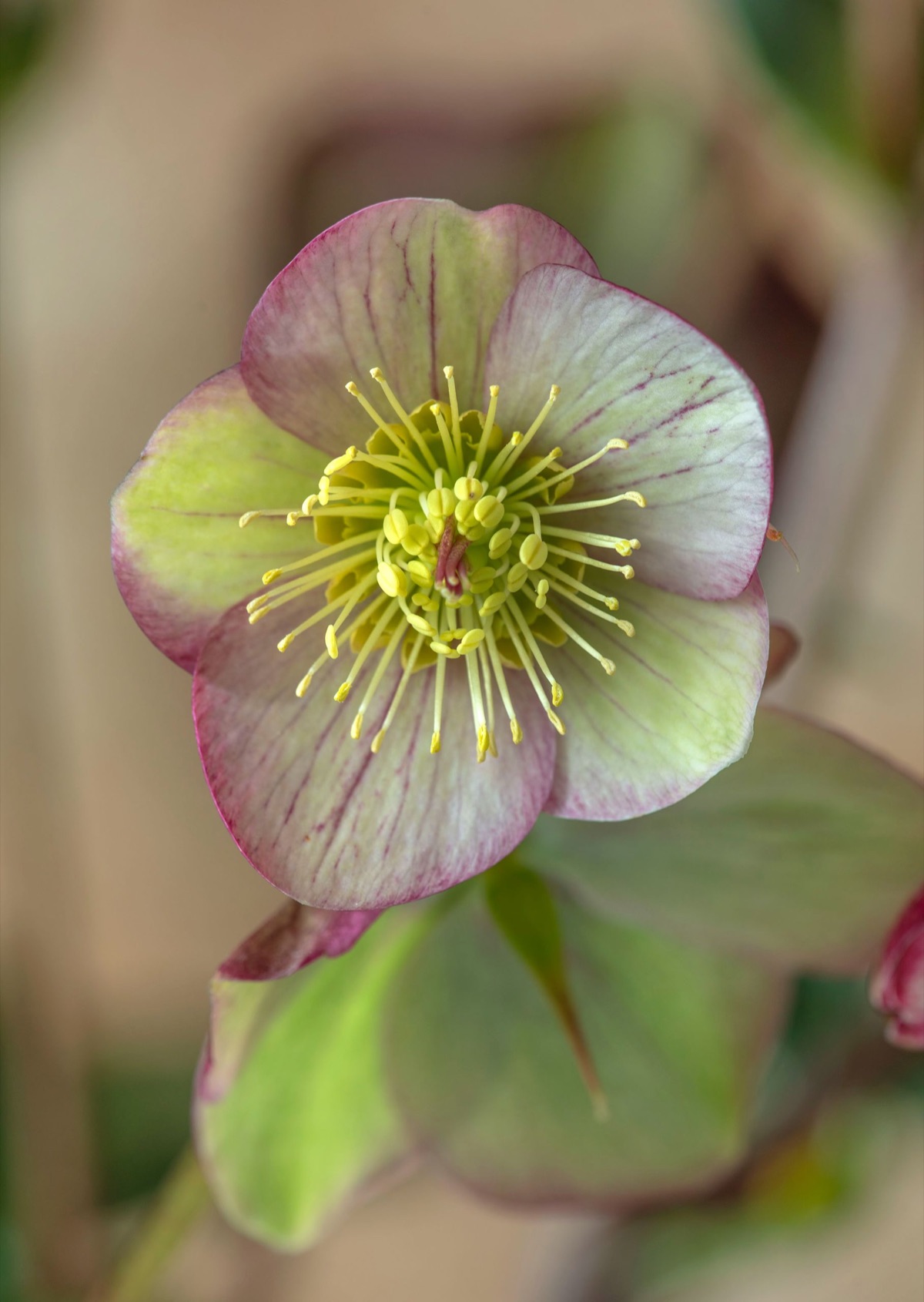 Hellebores – photograph 13 of 19 by Clive Nichols
