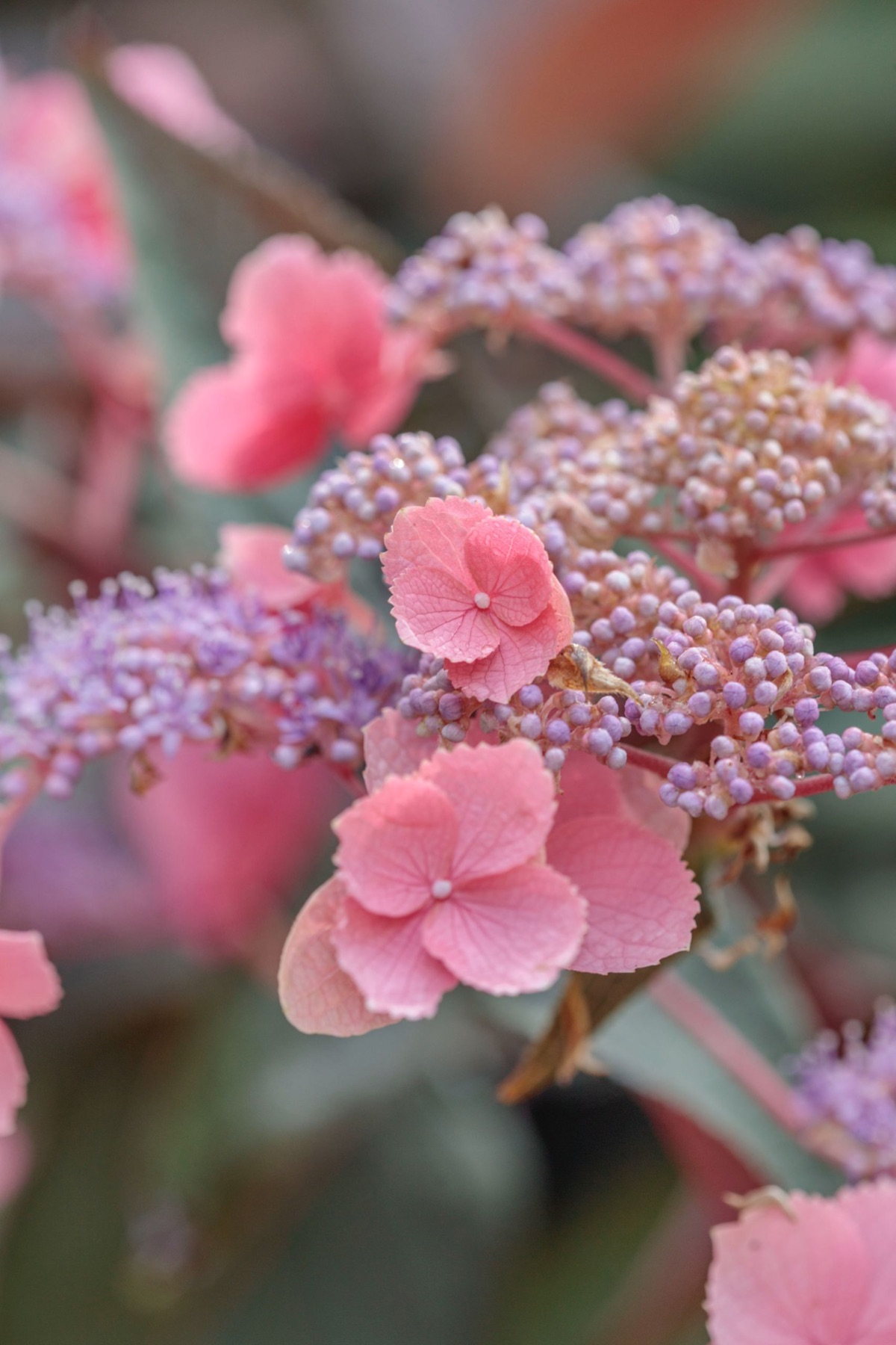 Hydrangeas – photograph 3 of 16 by Clive Nichols