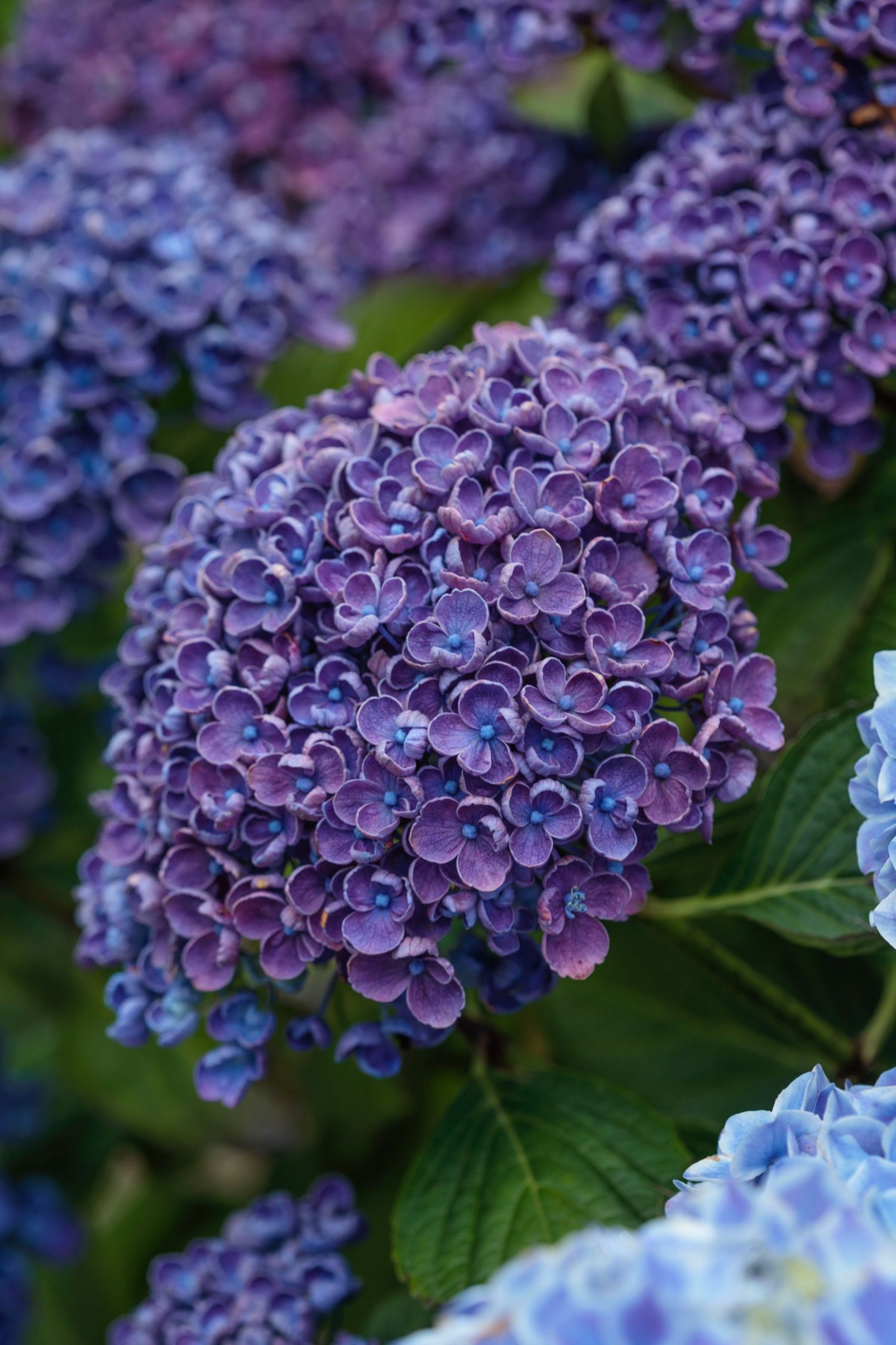 A purple mophead hydrangea, close