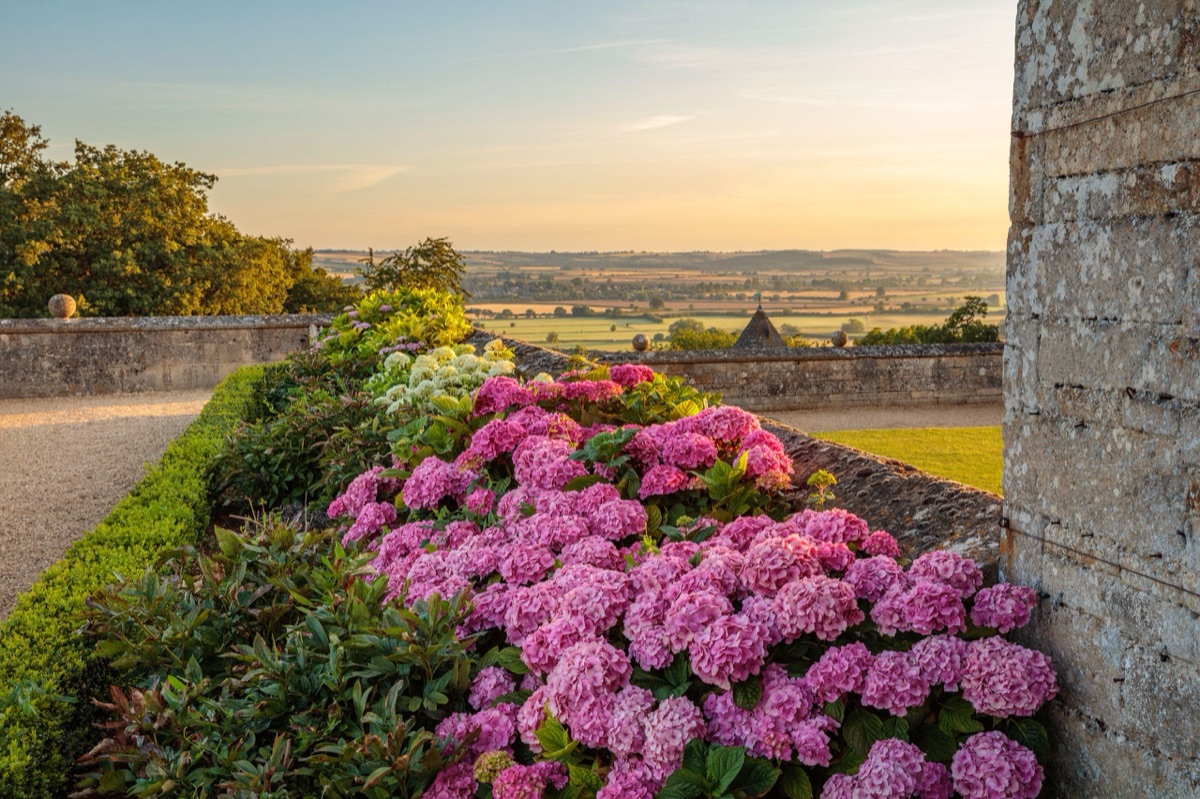 Hydrangeas – photograph 5 of 16 by Clive Nichols