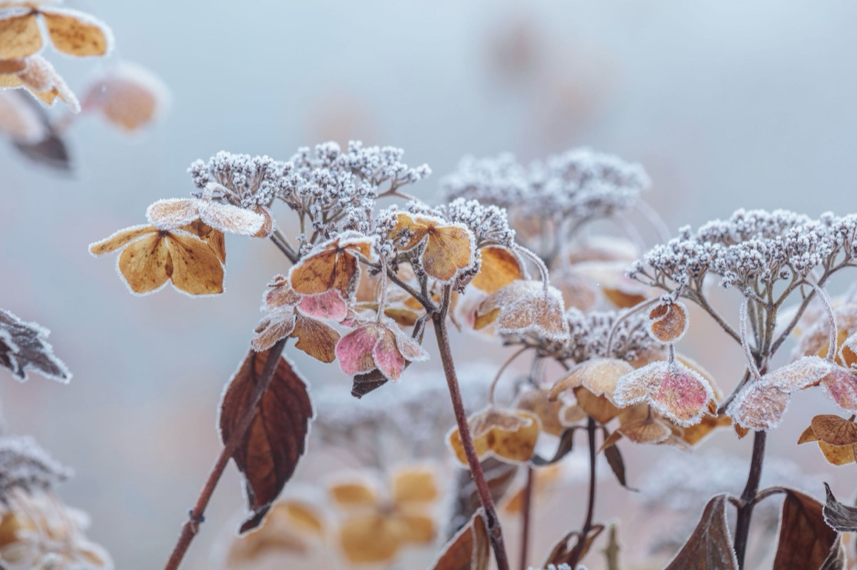 Hydrangeas – photograph 8 of 16 by Clive Nichols