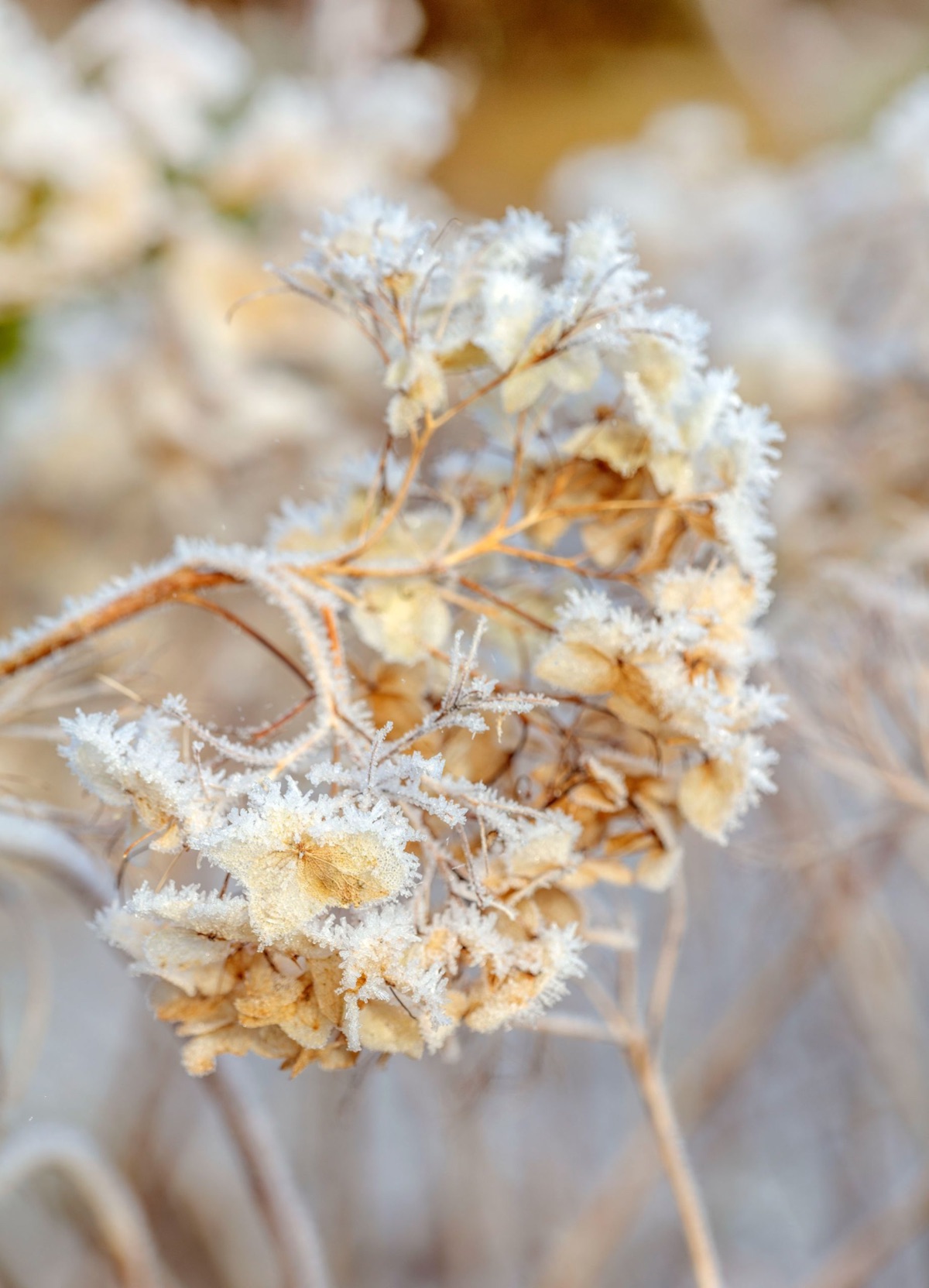 Hydrangeas – photograph 9 of 16 by Clive Nichols