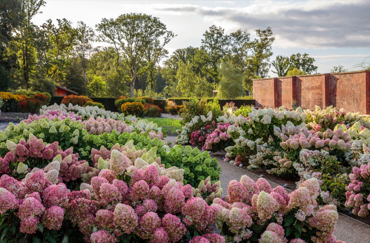 Hydrangeas – photograph 2 of 16 by Clive Nichols
