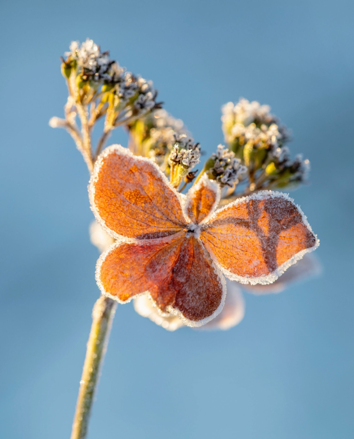 Hydrangeas – photograph 14 of 16 by Clive Nichols