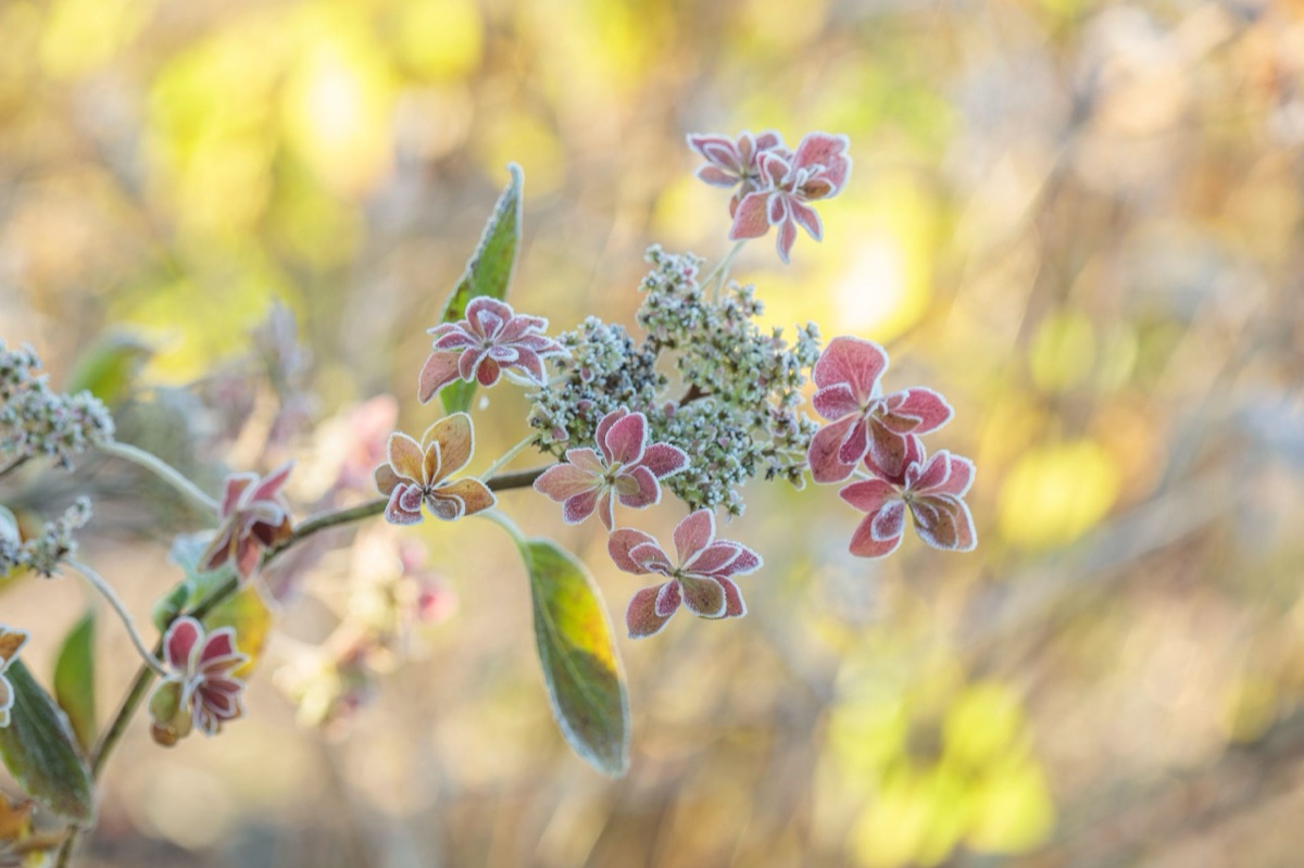 Hydrangeas – photograph 16 of 16 by Clive Nichols