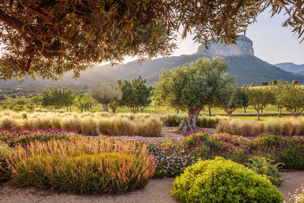 Capturing the essence of the Mediterranean and the Balearics, the gardens created by Mashamba Design, Mallorca, are both rugged and refined, mirroring and blending seamlessly into the landscapes they sit within.